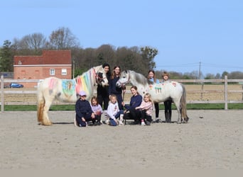 Plus de poneys/petits chevaux, Hongre, 5 Ans, 115 cm, Rouan bleu