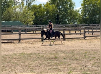 Plus de poneys/petits chevaux, Hongre, 5 Ans, 117 cm, Pinto