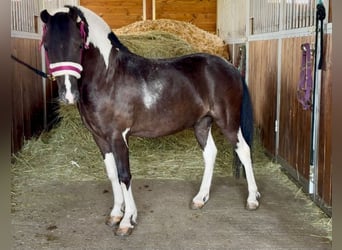 Plus de poneys/petits chevaux, Hongre, 5 Ans, 117 cm, Pinto