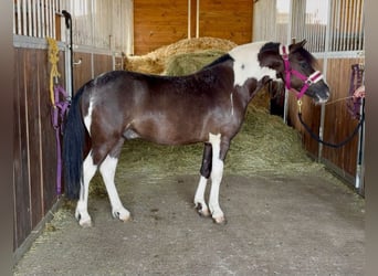 Plus de poneys/petits chevaux, Hongre, 5 Ans, 117 cm, Pinto