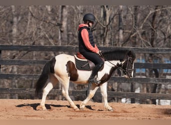 Plus de poneys/petits chevaux, Hongre, 5 Ans, 119 cm, Pinto
