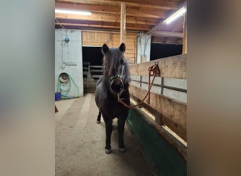 Plus de poneys/petits chevaux Croisé, Hongre, 5 Ans, 120 cm, Bai brun