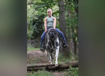 Plus de poneys/petits chevaux, Hongre, 5 Ans, 122 cm, Pinto