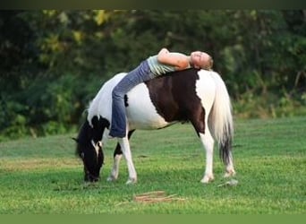 Plus de poneys/petits chevaux, Hongre, 5 Ans, 122 cm, Pinto