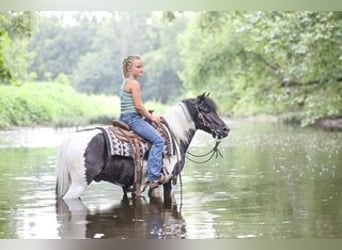 Plus de poneys/petits chevaux, Hongre, 5 Ans, 122 cm, Pinto