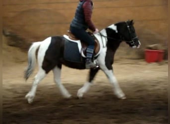 Plus de poneys/petits chevaux, Hongre, 5 Ans, 122 cm, Tobiano-toutes couleurs