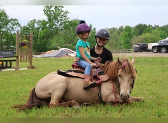 Plus de poneys/petits chevaux, Hongre, 5 Ans, 124 cm, Champagne