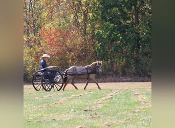 Plus de poneys/petits chevaux, Hongre, 5 Ans, 124 cm, Champagne