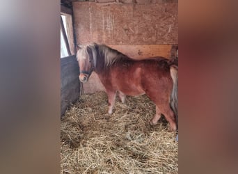 Plus de poneys/petits chevaux, Hongre, 5 Ans, 125 cm, Alezan