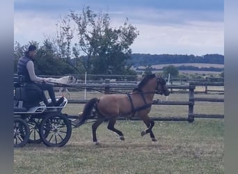 Plus de poneys/petits chevaux, Hongre, 5 Ans, 125 cm, Isabelle