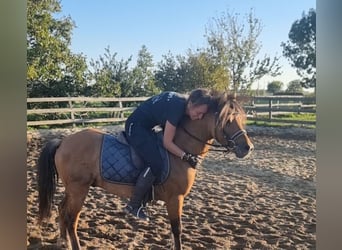Plus de poneys/petits chevaux, Hongre, 5 Ans, 125 cm, Isabelle