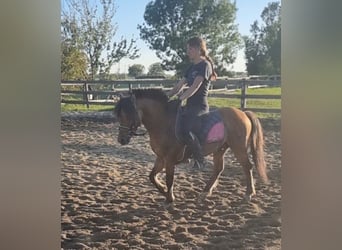 Plus de poneys/petits chevaux, Hongre, 5 Ans, 125 cm, Isabelle