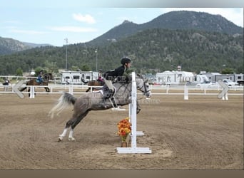 Plus de poneys/petits chevaux, Hongre, 5 Ans, 127 cm, Gris