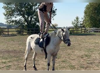 Plus de poneys/petits chevaux, Hongre, 5 Ans, 127 cm, Léopard