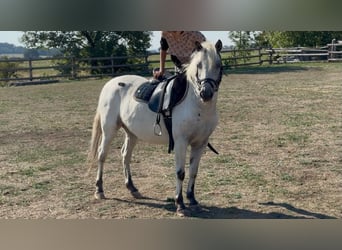 Plus de poneys/petits chevaux, Hongre, 5 Ans, 127 cm, Léopard
