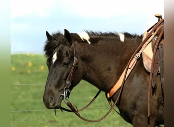 Plus de poneys/petits chevaux, Hongre, 5 Ans, 127 cm, Pinto