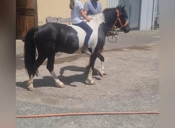Plus de poneys/petits chevaux, Hongre, 5 Ans, 128 cm, Pinto
