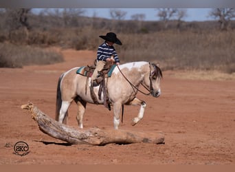 Plus de poneys/petits chevaux, Hongre, 5 Ans, 130 cm, Pinto