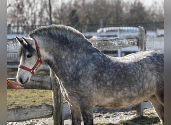 Plus de poneys/petits chevaux, Hongre, 5 Ans, 131 cm, Gris pommelé