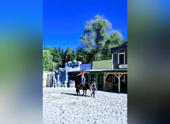 Plus de poneys/petits chevaux, Hongre, 5 Ans, 132 cm, Bai