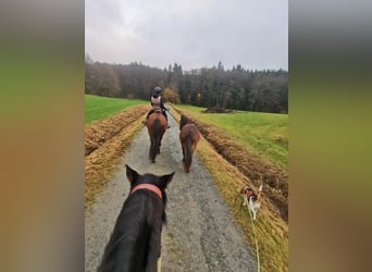 Plus de poneys/petits chevaux, Hongre, 5 Ans, 132 cm, Bai