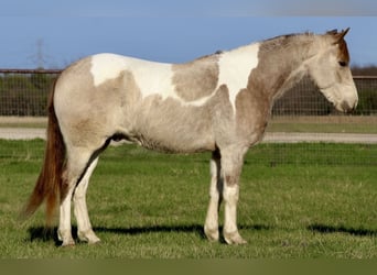 Plus de poneys/petits chevaux, Hongre, 5 Ans, 135 cm, Pinto