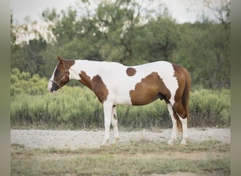 Plus de poneys/petits chevaux, Hongre, 5 Ans, 137 cm, Pinto