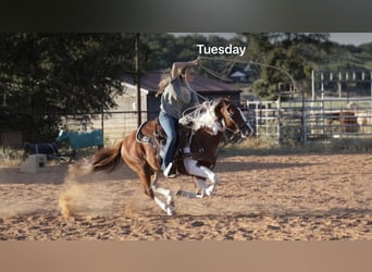 Plus de poneys/petits chevaux, Hongre, 5 Ans, 137 cm, Pinto