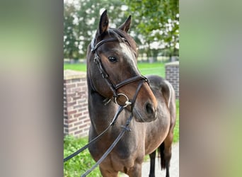 Plus de poneys/petits chevaux, Hongre, 5 Ans, 140 cm, Bai