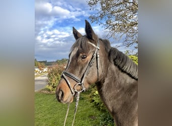 Plus de poneys/petits chevaux, Hongre, 5 Ans, 140 cm, Bai