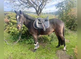 Plus de poneys/petits chevaux, Hongre, 5 Ans, 140 cm, Bai