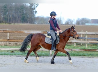 Plus de poneys/petits chevaux, Hongre, 5 Ans, 140 cm, Bai