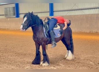 Plus de poneys/petits chevaux, Hongre, 5 Ans, 140 cm, Noir