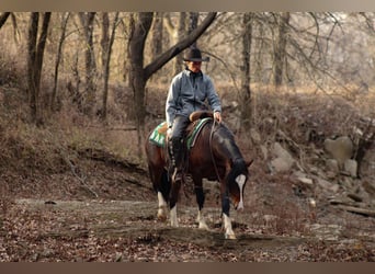 Plus de poneys/petits chevaux, Hongre, 5 Ans, 142 cm, Pinto