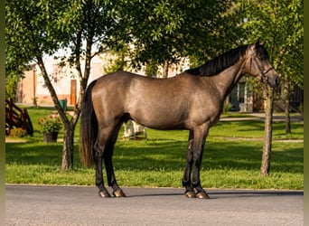 Plus de poneys/petits chevaux, Hongre, 5 Ans, 145 cm, Bai brun