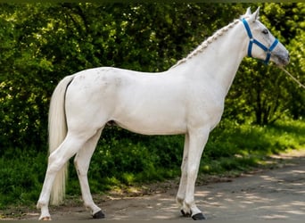 Plus de poneys/petits chevaux, Hongre, 5 Ans, 145 cm, Léopard