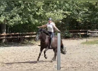 Plus de poneys/petits chevaux, Hongre, 5 Ans, 146 cm, Noir