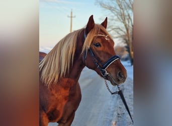 Plus de poneys/petits chevaux, Hongre, 5 Ans, 147 cm, Alezan