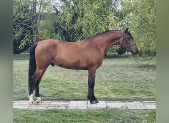 Plus de poneys/petits chevaux, Hongre, 5 Ans, 147 cm, Bai