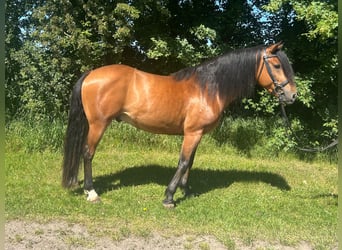 Plus de poneys/petits chevaux, Hongre, 5 Ans, 148 cm