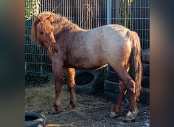 Plus de poneys/petits chevaux, Hongre, 5 Ans, 148 cm, Rouan Rouge
