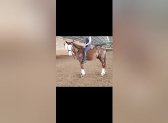 Plus de poneys/petits chevaux, Hongre, 5 Ans, 150 cm, Alezan