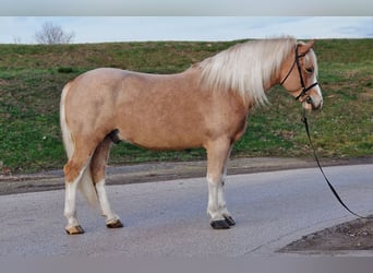 Plus de poneys/petits chevaux, Hongre, 5 Ans, 150 cm, Alezan