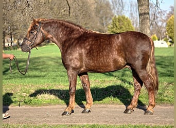 Plus de poneys/petits chevaux, Hongre, 5 Ans, 150 cm, Bai