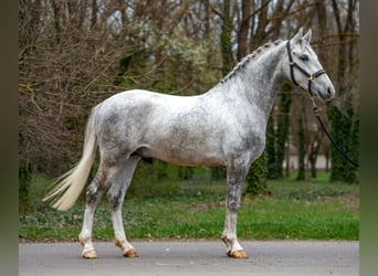 Plus de poneys/petits chevaux, Hongre, 5 Ans, 150 cm, Gris pommelé