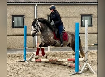 Plus de poneys/petits chevaux, Hongre, 5 Ans, 150 cm, Gris pommelé