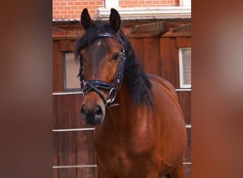 Plus de poneys/petits chevaux, Hongre, 5 Ans, 152 cm, Bai