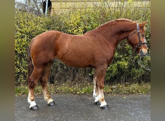Plus de poneys/petits chevaux, Hongre, 5 Ans, 152 cm, Bai