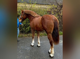 Plus de poneys/petits chevaux, Hongre, 5 Ans, 152 cm, Bai