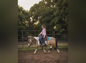 Plus de poneys/petits chevaux, Hongre, 5 Ans, 152 cm, Pinto